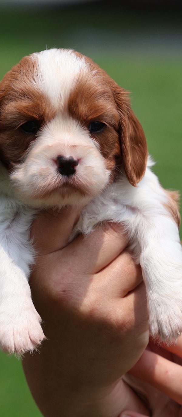 cavalier puppies for sale near me cavalier puppies for sale near me