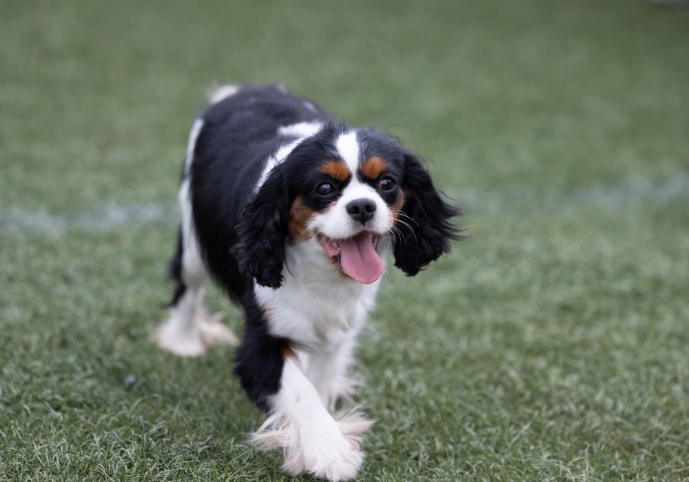 adult cavalier chloe
