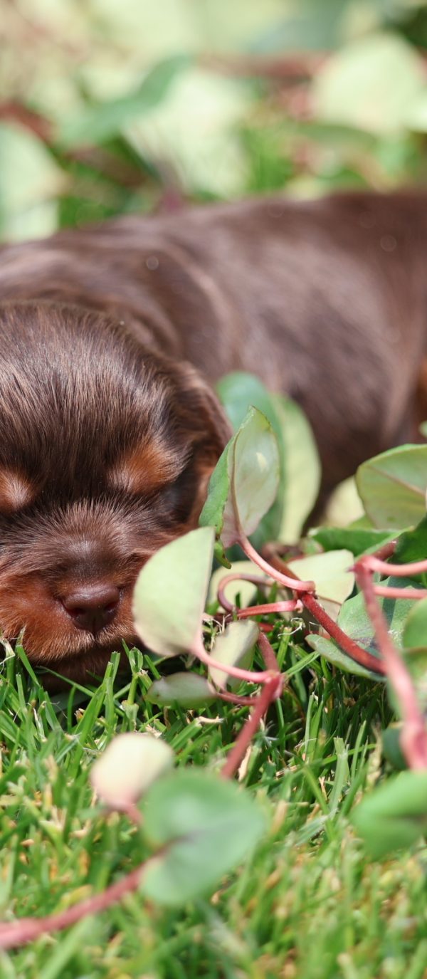 chocolate cavalier puppies for sale chocolate cavalier puppies for sale