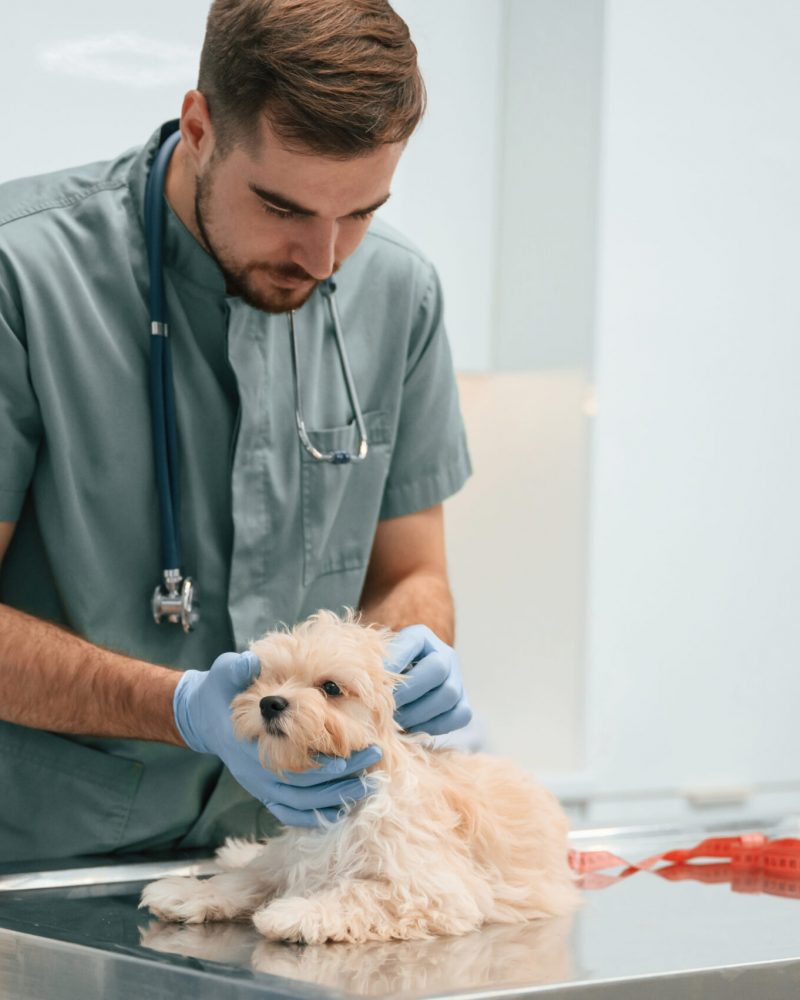 dog breeders in pa