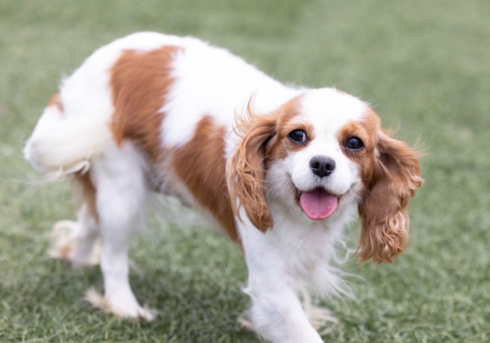 adult cavalier julia
