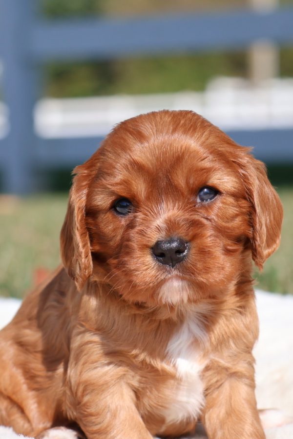 king charles cavalier spaniel puppies ruby