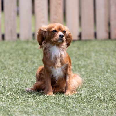 lacey adult cavalier