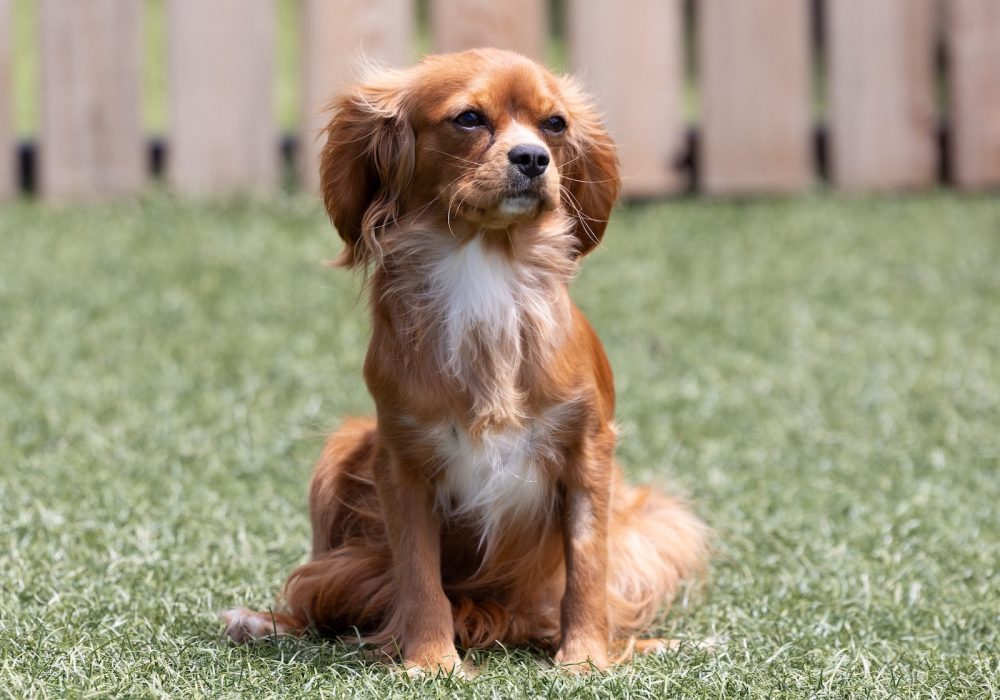 lacey adult cavalier