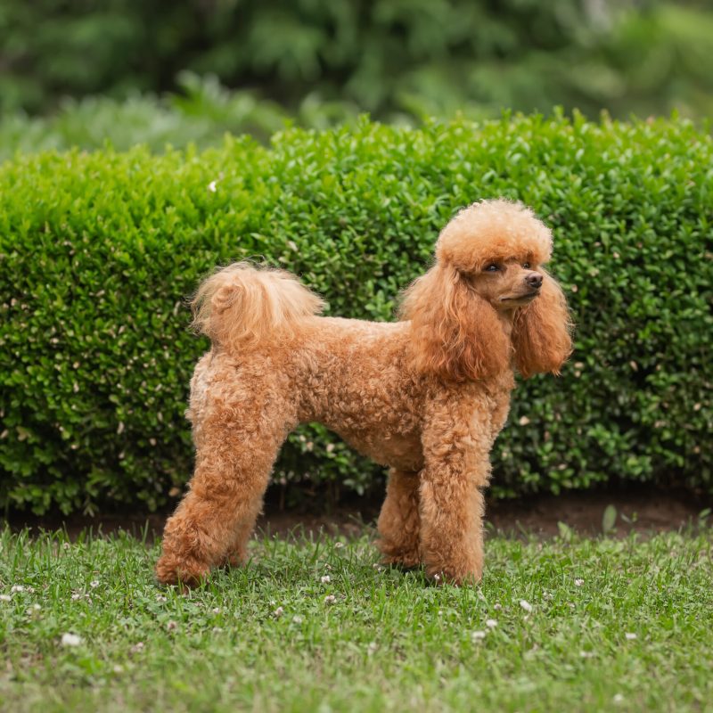 miniature-poodle-puppy-standing-on-the-grass-2025-01-27-16-52-03-utc