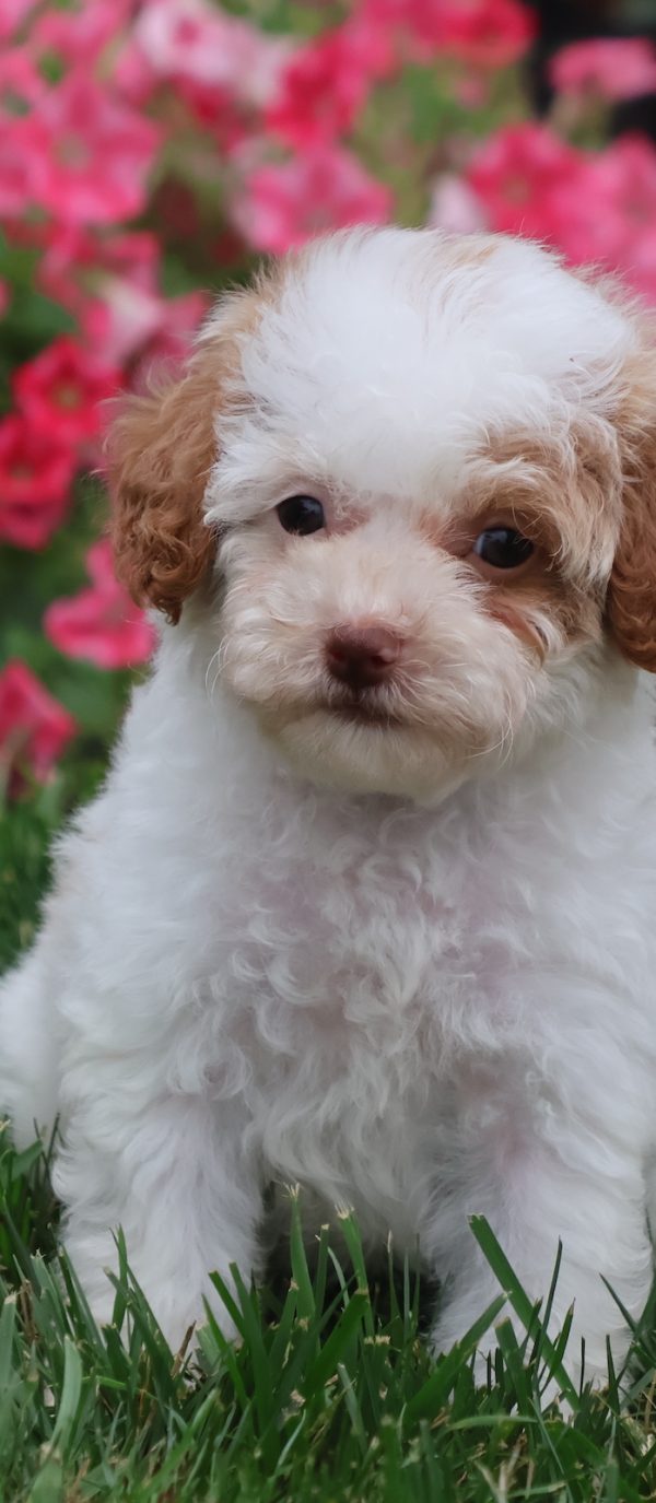 parti poodle puppies