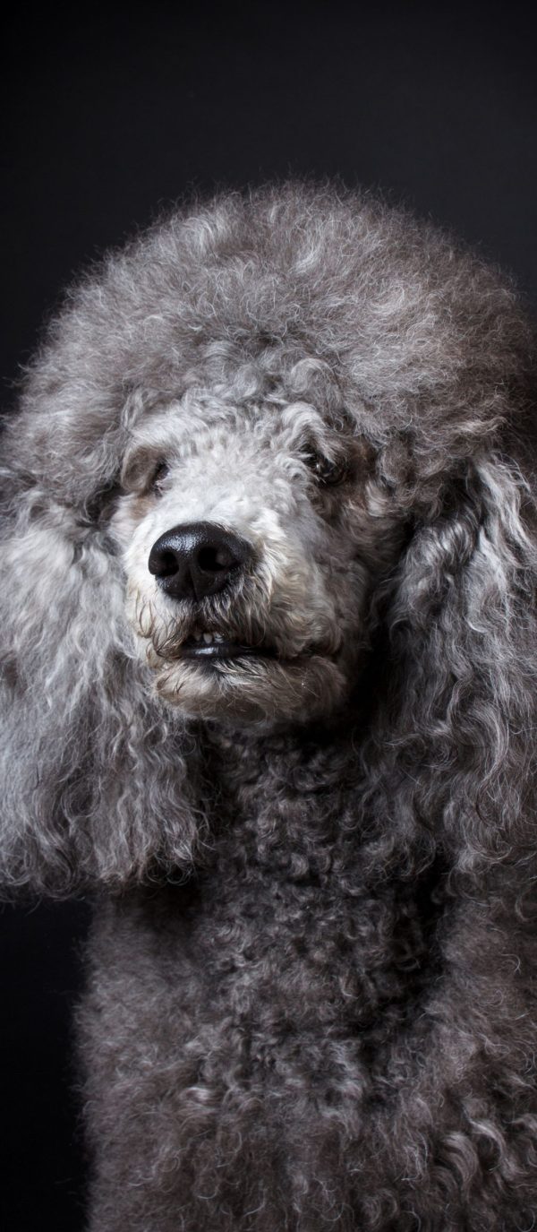toy poodle colors