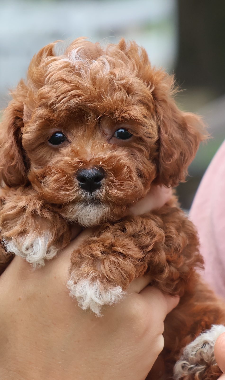 red poodle toy for sale