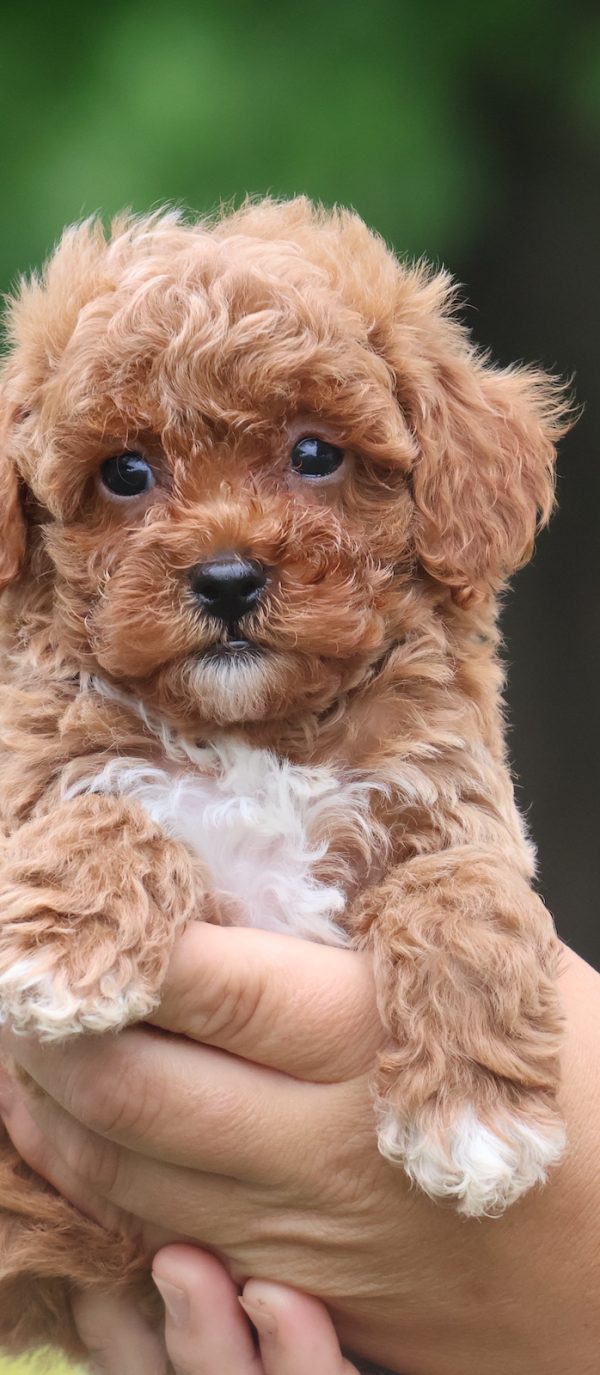 red toy poodle