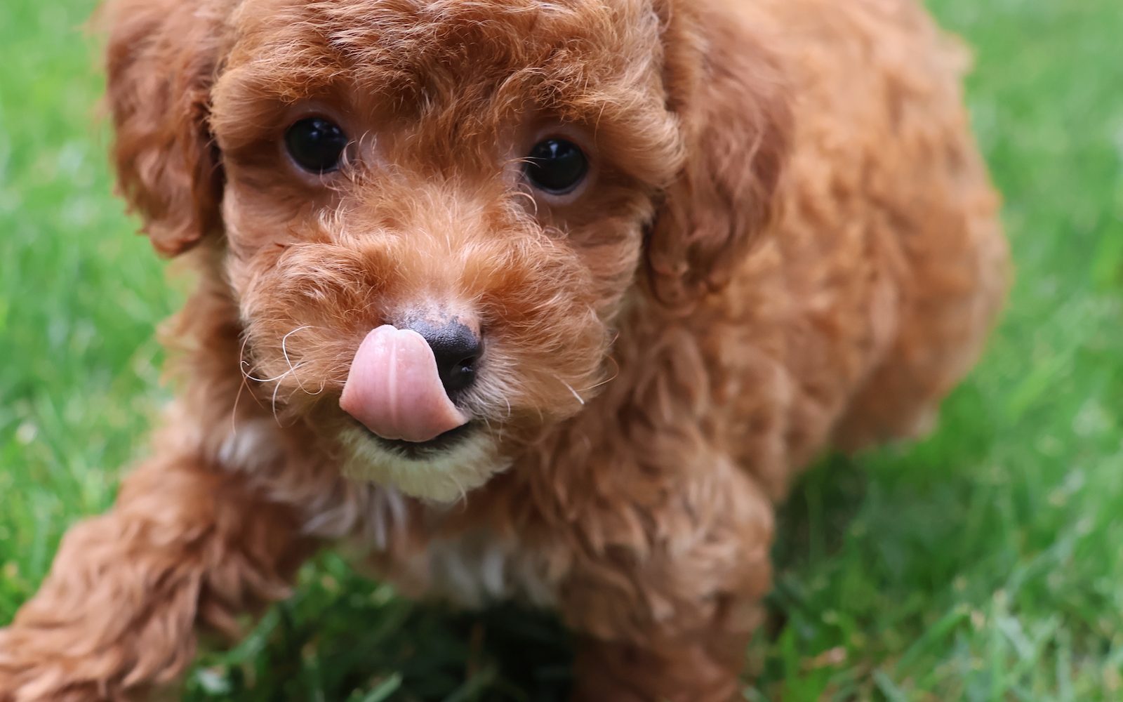red toy poodle