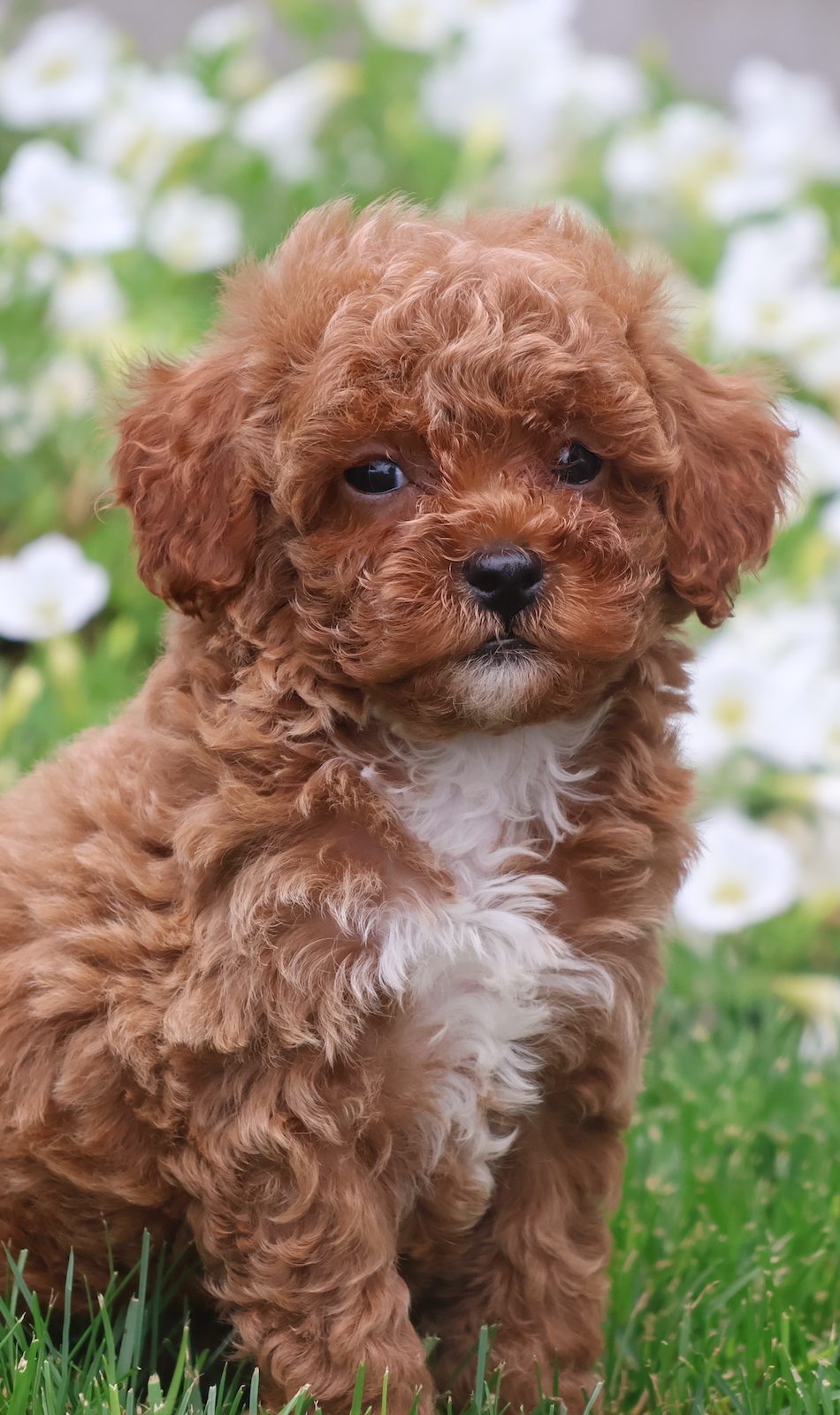 red toy poodle for sale