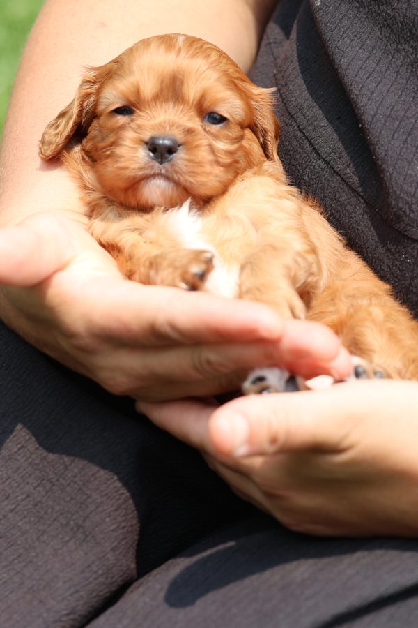 ruby cavalier king charles spaniel puppies