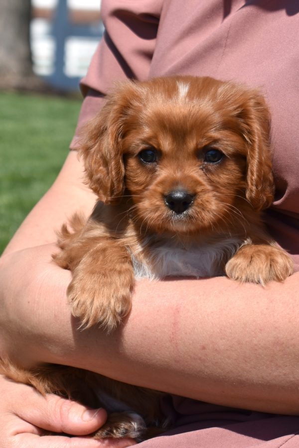 ruby cavalier puppies for sale