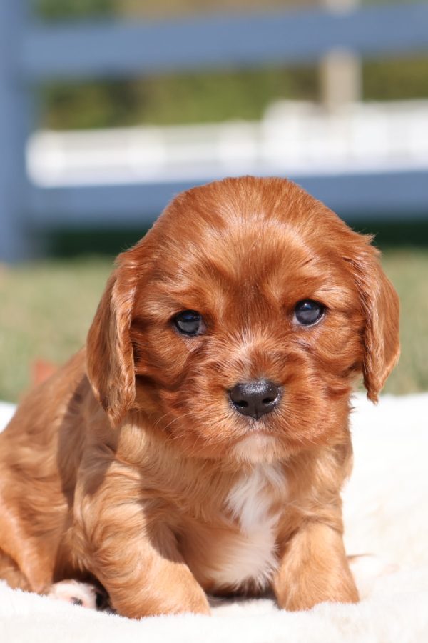 ruby cavaliers king charles spaniels