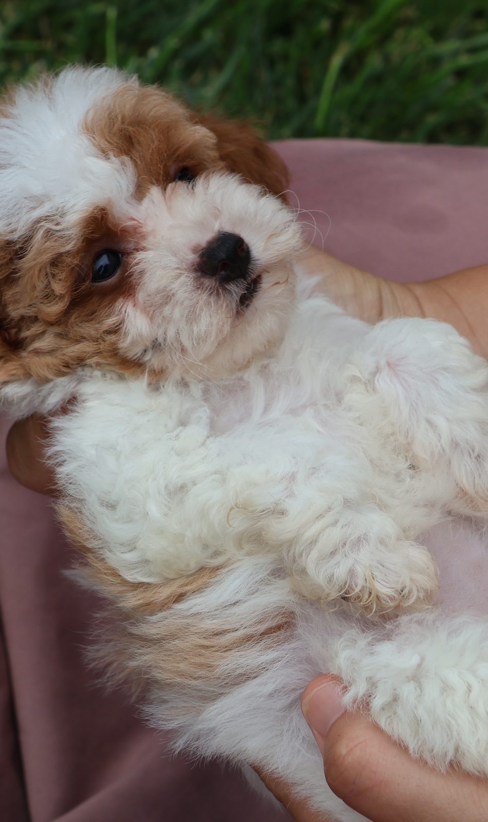 toy parti poodle