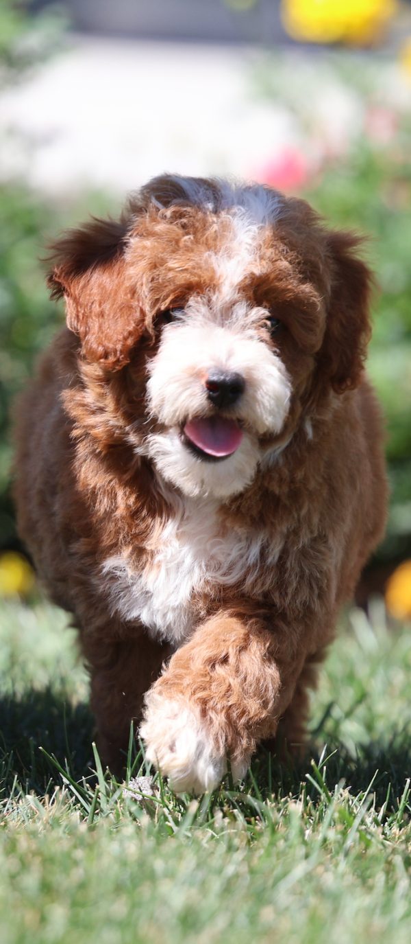 toy poodles for sale near me