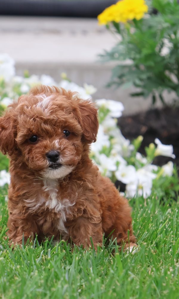 toy poodles for sale