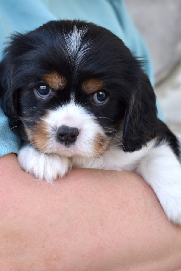 tri color cavalier puppy near me
